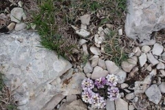 009 fleurs des montagnes