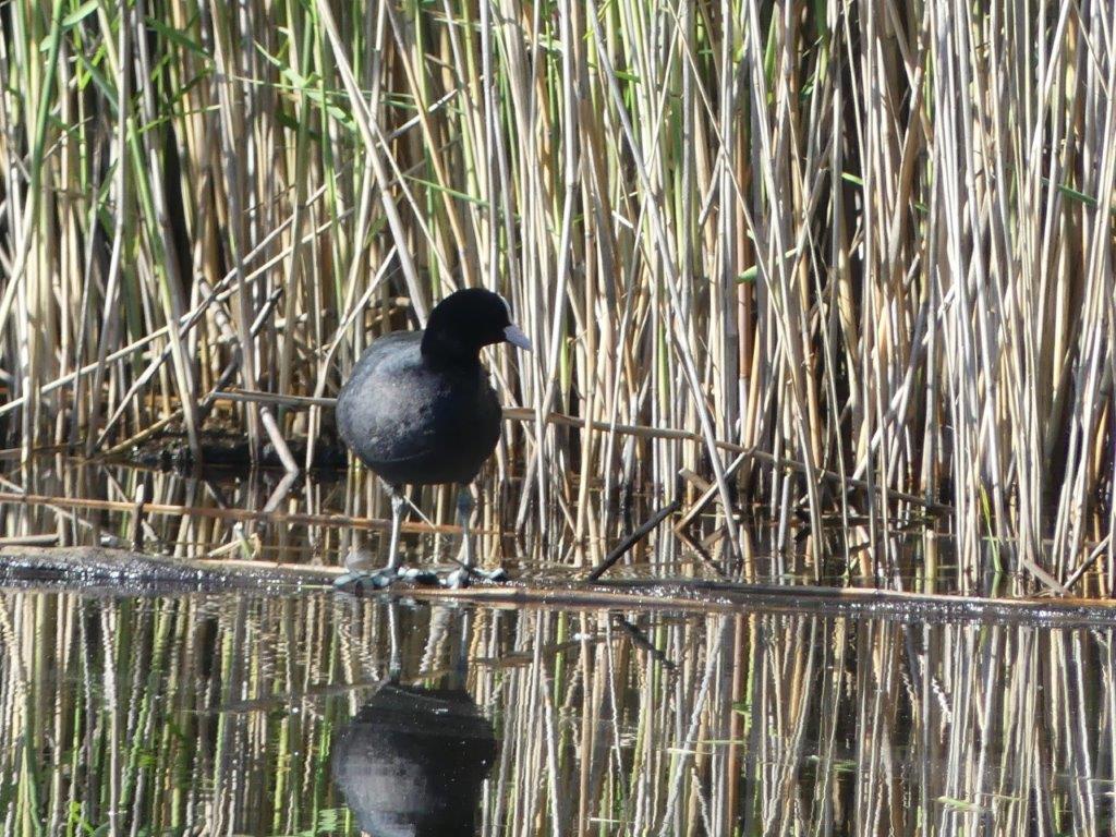 014 poule d'eau