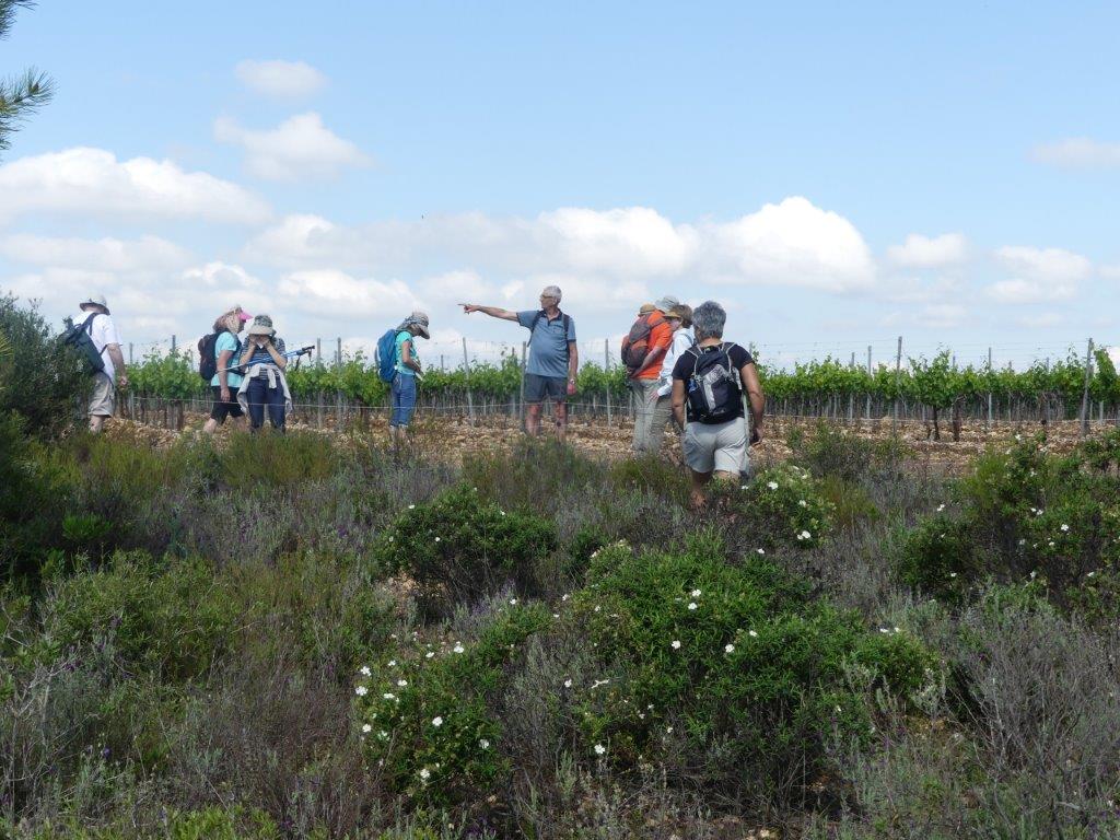 038 dans les vignes