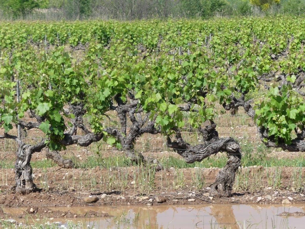 040 très vieille vigne