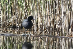 014 poule d'eau