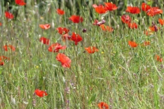 042 coquelicots