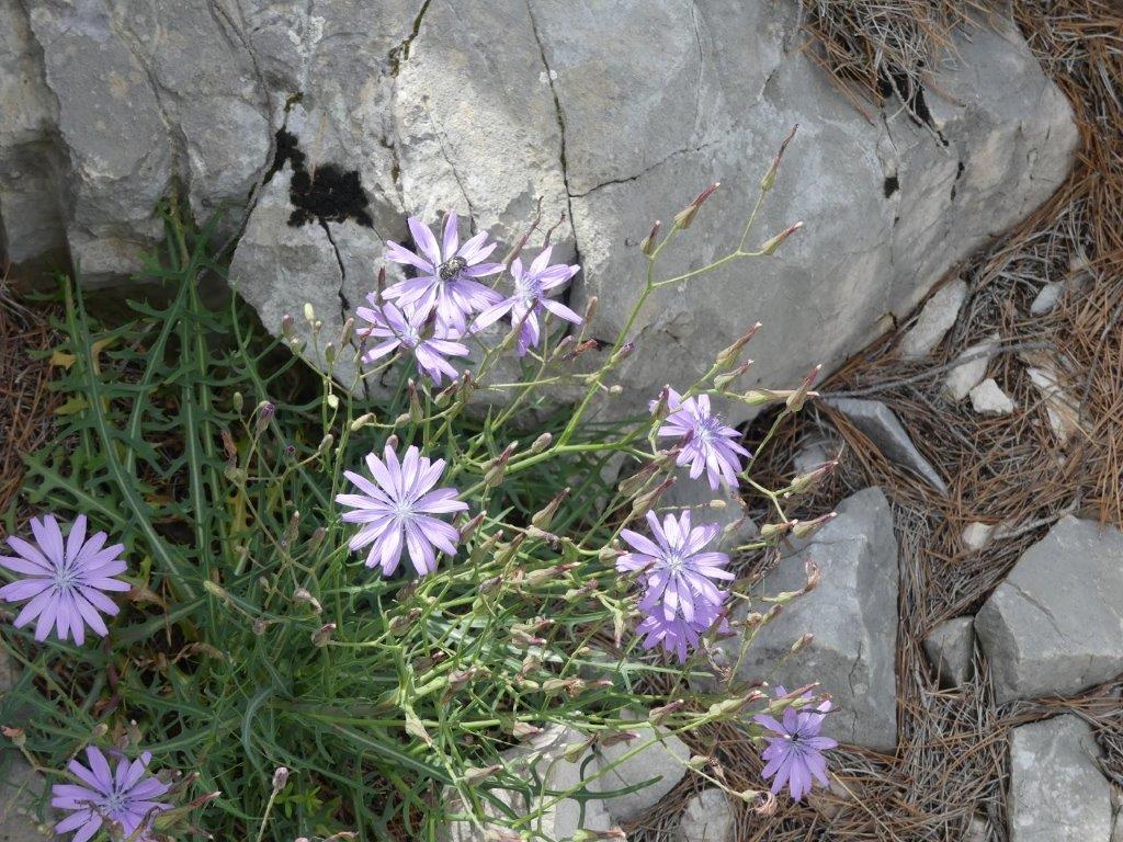 025 des fleurs dans les rochers