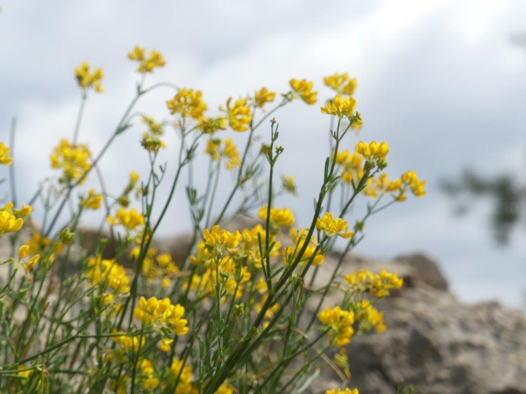 027 encore des fleurs