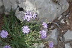 025 des fleurs dans les rochers