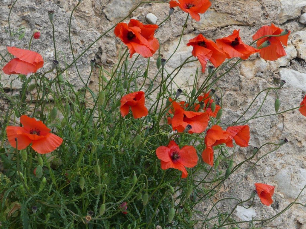 019 Coquelicots