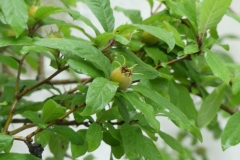 045 Mespilus germanica