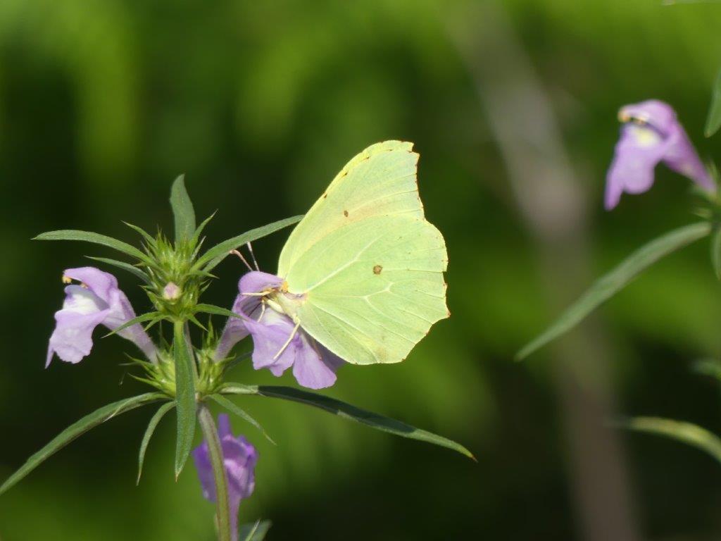 029 Papillon jaune