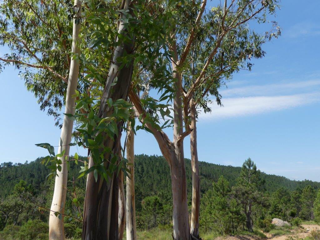 031 bouquet d'eucalyptus