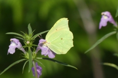 029 Papillon jaune